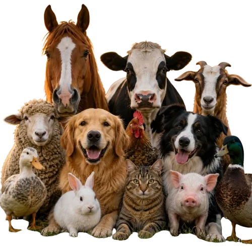 feature image for about us section 